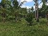 25001sqm Mixed use lot for Sale in Danao Bohol